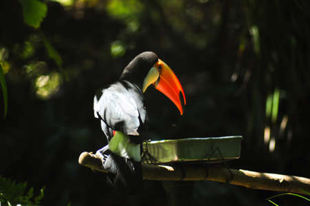 Toco toucan feeding himself from bowl surrounded by dark wet rain forest flora in zoo.の写真素材