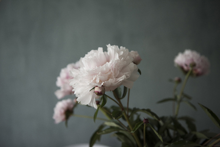 Fresh bunch of pink peonies roses flowers, green leaf inの写真素材