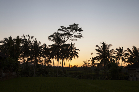 Palm tree plantation illuminated by gorgeous orange setting sun. Coconut trees and stunning orange sunset creating a calming evening sceneryの写真素材