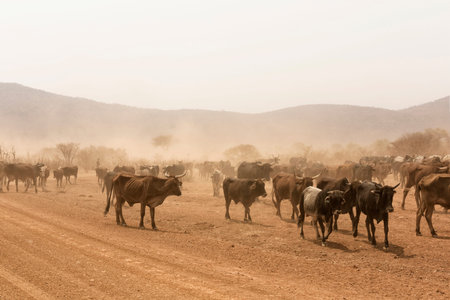 cows grazing in the desert Namib Namibia Africa