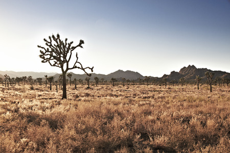 Landscape with joshua treeの写真素材