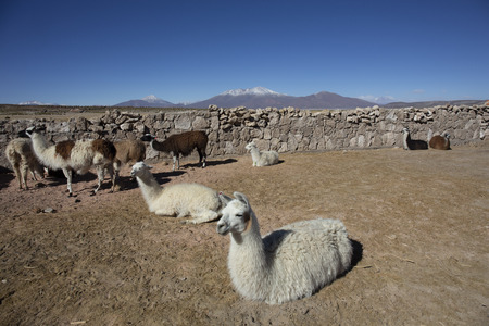 Lama on the Laguna Colorada, Bolivia, Soth Americaの写真素材