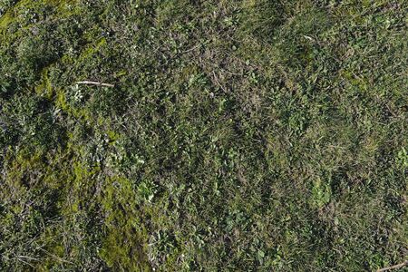 field of fresh green grass texture as a background, top view, horizontalの写真素材