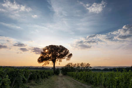 Tuscany lanscape in Italy. Sundown settingの写真素材