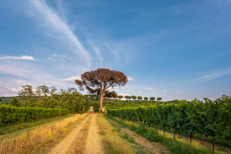 Landscape in Tuscany at sunset in summerの写真素材