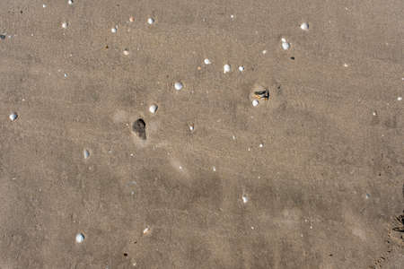 Sand with shells and pebbles on the seashore in sunny weather.の写真素材