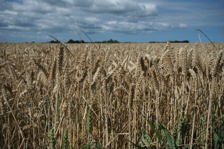 Golden wheat field under blue sky