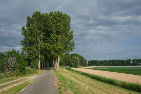 Country road next to a dike and between rows of tall trees on a sunny day in summer in the Netherlandsの写真素材