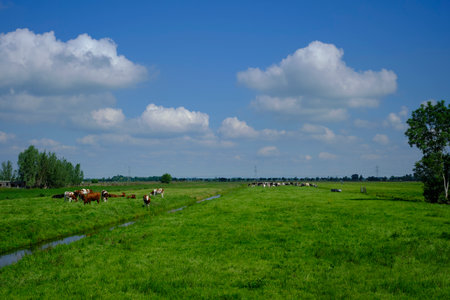 large amount of spotted cows in spring meadow near city of utrecht under cloudy sky in the netherlandsの写真素材