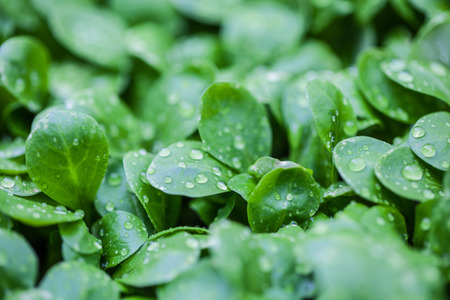 Dew-drop on lambの写真素材