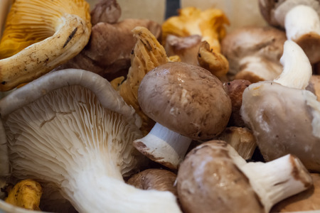 Freshly picked mushroomsの写真素材