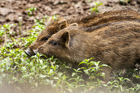 Little wild boars playing in mud