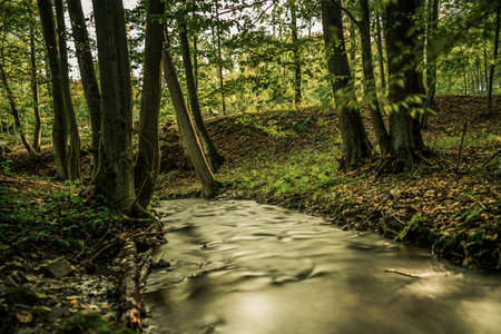 Spruit in forest. Long exposure.