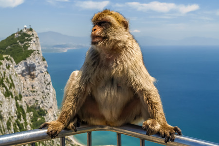 view of monkey on a balustrade of the building on the mountain, gibraltarの写真素材