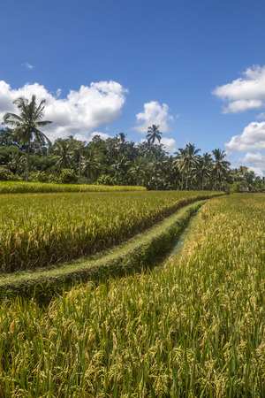 View of rice fields in Baliの写真素材