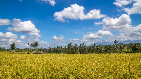 View of rice fields in Bali during a hot spring and cloudy day near Ubud during cyclo tour in balinese surroundingsの写真素材