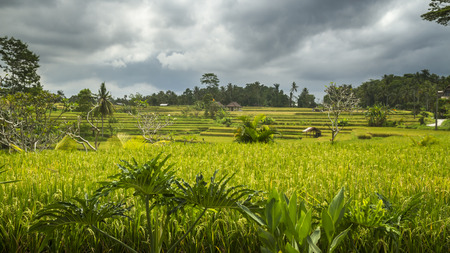View of rice fields in Baliの写真素材