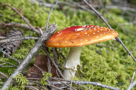 Fly mushroom in forestの写真素材