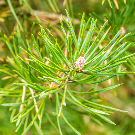 view of needles on coniferの写真素材
