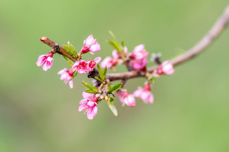 bunch of violet apple tree buds on green backgroundの写真素材
