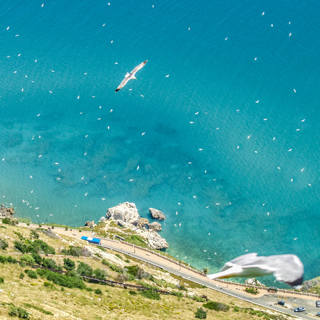 gibraltar with a lot of seagullsの写真素材