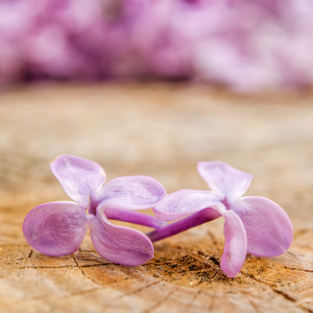 two violet flowers on wooden backgroundの写真素材
