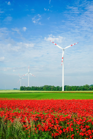 red poppy filed with  windmill with sky backgroundの写真素材