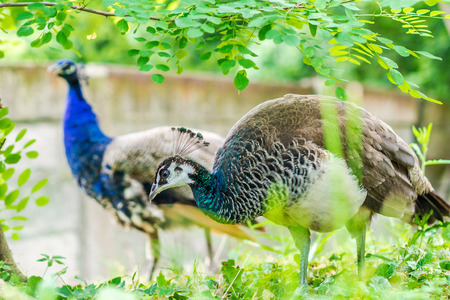 two peacocks on green backround standing in a parkの写真素材