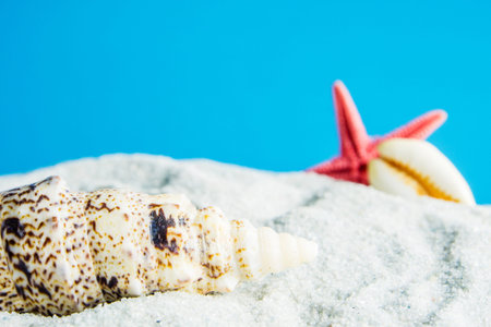 closeup of seashell on turquoise background and defocused shells
