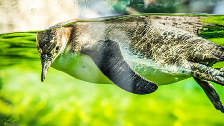 penguin in a pool behind transparent glassの写真素材