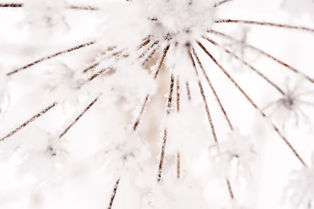 dry plant in winter time looking like sun with brown beams, winter natureの写真素材
