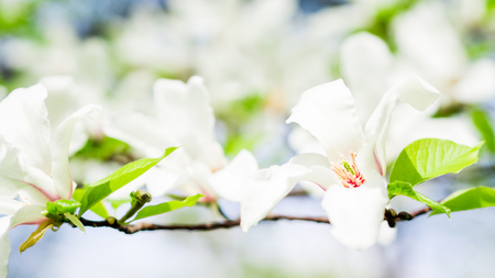 asian type of magnolia, magnolia stellata or called star magnolia wildly blossoming during spring time in Europeの写真素材