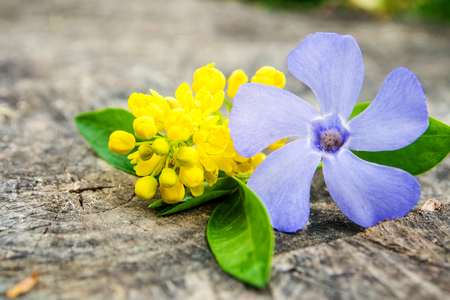 closeup of violet and yellow flowers with green leaf on wooden background, spring timeの写真素材