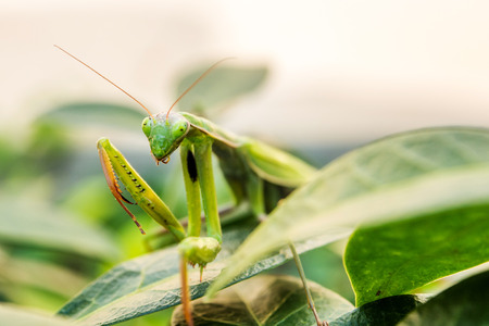 closeup of green mantis on green outdoor natural backgroundの写真素材