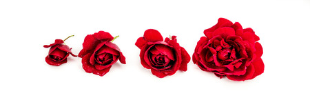 closeup of four different size red roses on white background with many little droplets on flower petalsの写真素材