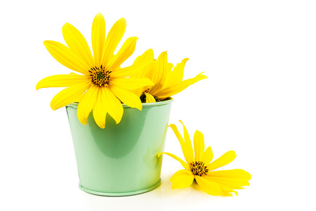 yellow flowers in green pot with thin petals on light white backgroundの写真素材