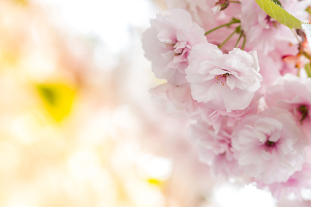 closeup of beautiful and rich blossoming cherry tree with pink color tone of petalsの写真素材