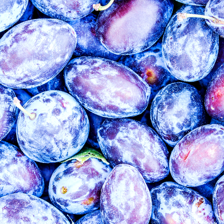 closeup of dirty plums shortly after harvesting forming violet friut backgroundの写真素材