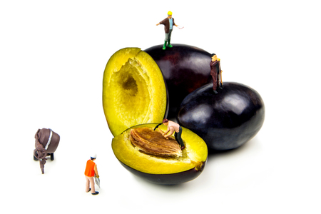 little figurines working hard to have tasty, delicious and fresh plums on white backgroundの写真素材