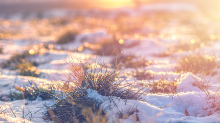winter scenery, closeup of grass laying in snow during sunset, shoot from very low angle