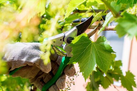 closeup of a man with protective gloves cuttting off vine grape with shearsの写真素材