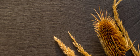 dried meadow flowers and petals laying on black textured background during golden hour light