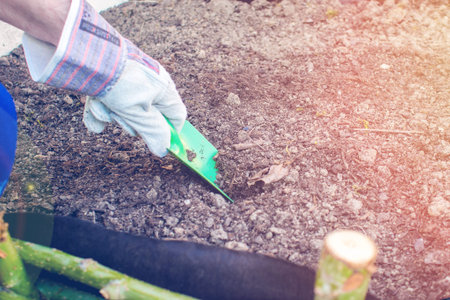 man planting green fresh leaf of mint, morocco type mint closeup shot with man hands in the front...
