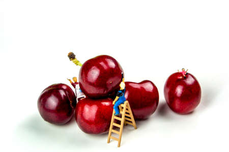 collection of many cherries in white ceramic bowls on white background isolated with miniature figurines working cleaning the fruitの写真素材