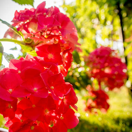 hydrangea hortensia blossoming, sommer time in the garden with strong sunset light and light sparks everywhereの写真素材