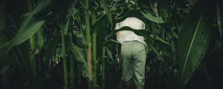 young boys lost in spooky summer corn maze run, chasing and playing in labyrinth adventure with moody atmosphereの写真素材