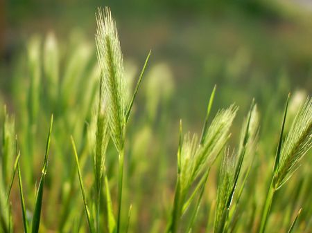 Young Green Weatの写真素材
