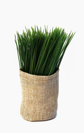 Potted grassの写真素材