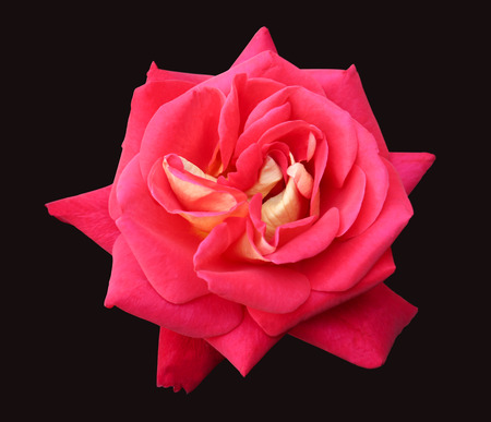 red rose isolated on black backgroundの写真素材