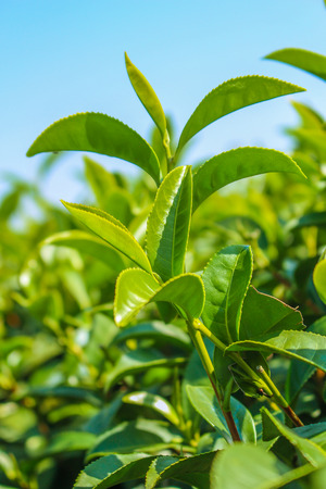 Tea plantationの写真素材